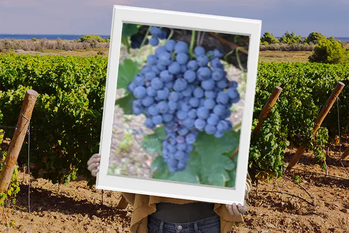 Vitigno Tempranillo