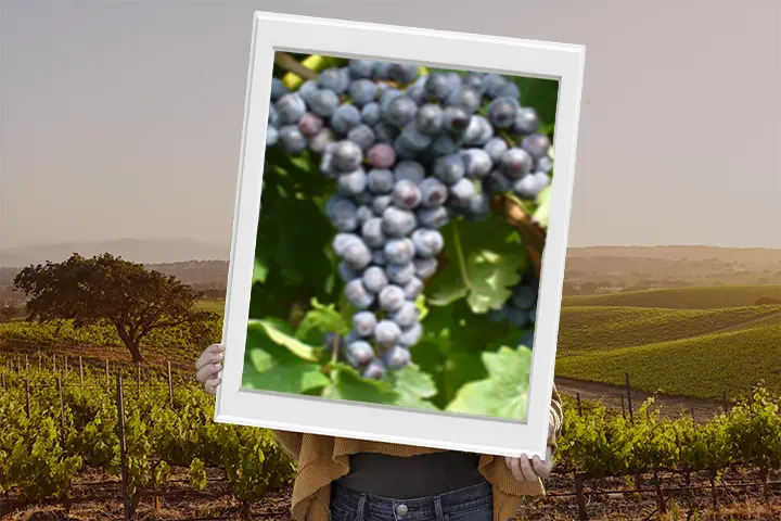 Vitigno cabernet franc