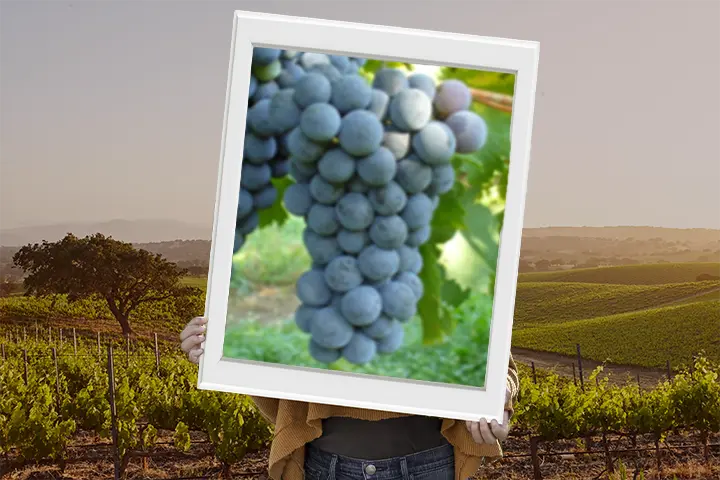 Vitigno cabernet sauvignon