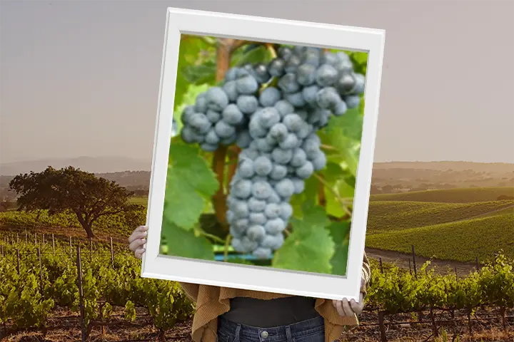 Vitigno colorino