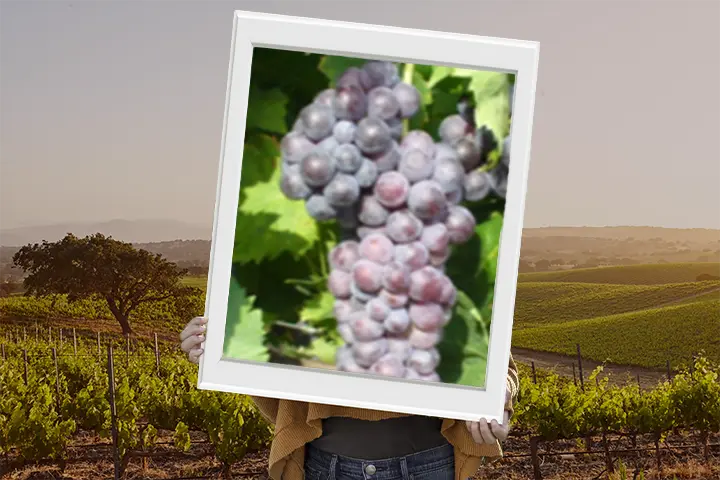 Vitigno malvasia nera