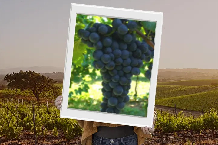 Vitigno merlot