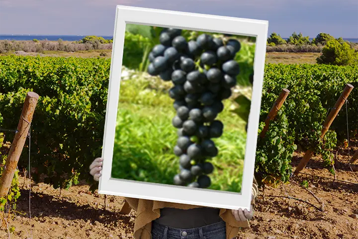 Vitigno petit verdot