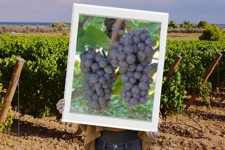 Vitigno pinot grigio