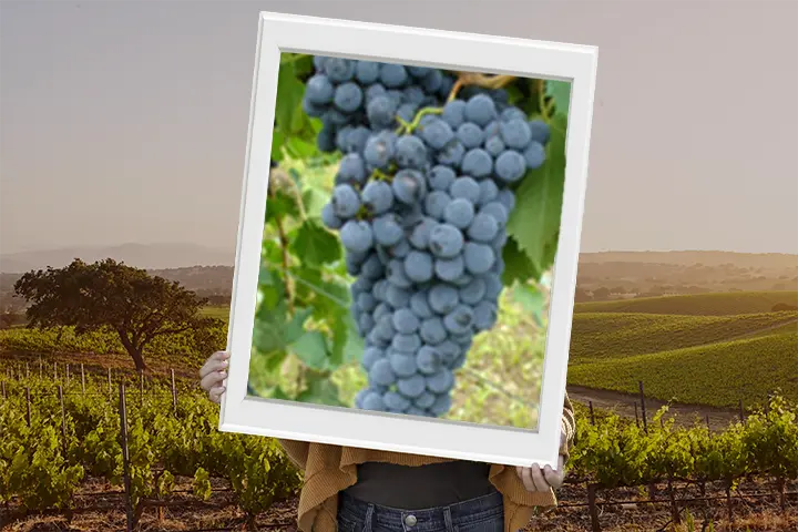 Vitigno sangiovese