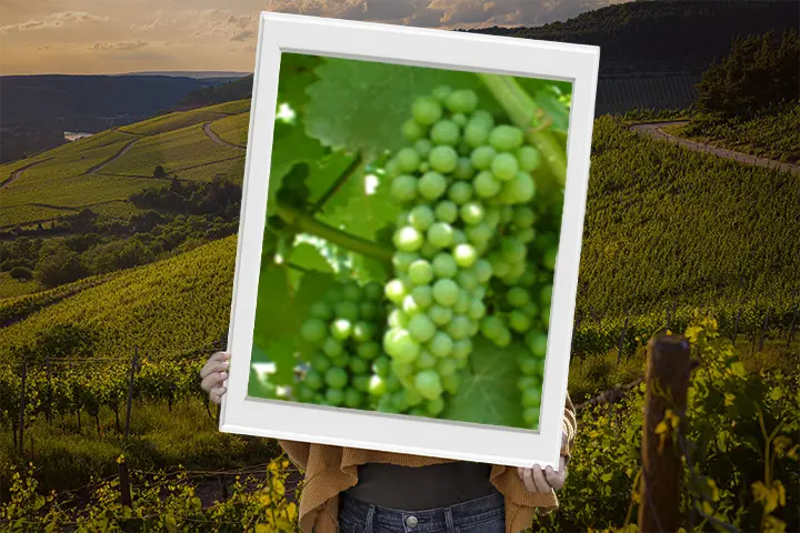 Vitigno sauvignon blanc