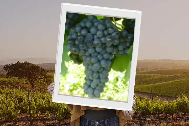 Vitigno syrah