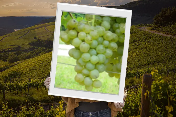 Vitigno vermentino
