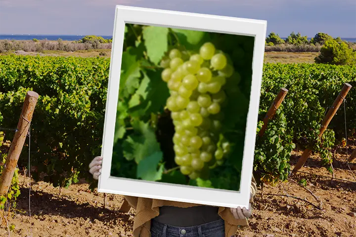 Vitigno viognier