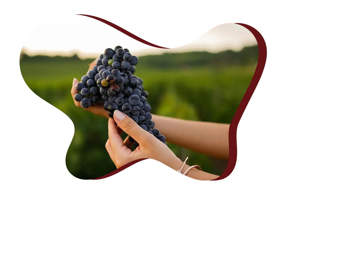 denominazioni vini pisani