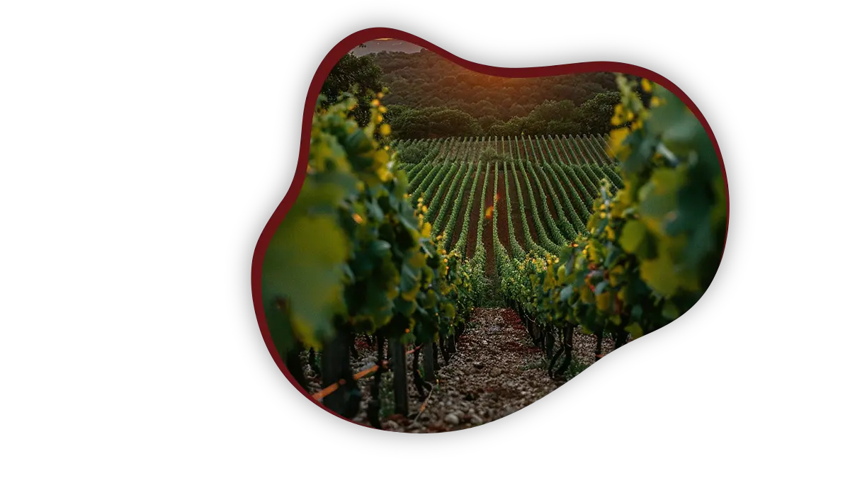 territorio vigneti